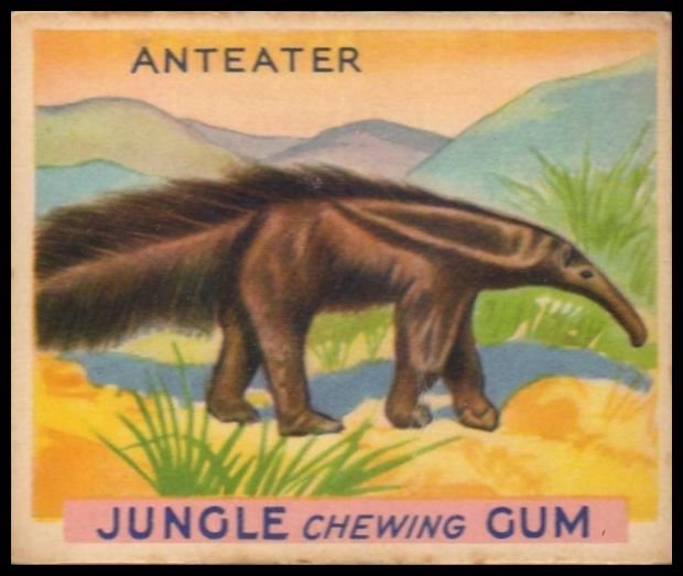 33 Anteater